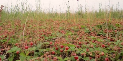 Ukusni džem od poljskih jagoda